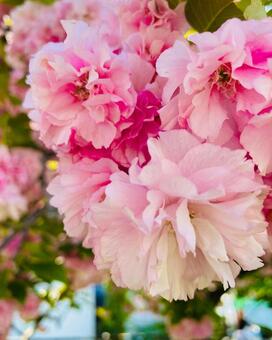 花 花,華,自然の写真素材