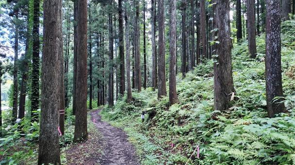 杉林と登山道 杉林と登山道 登山道,雑木林,登山の写真素材