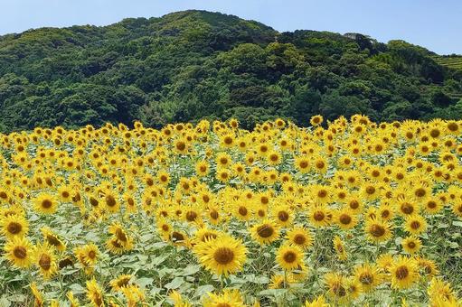 ひまわり畑 ひまわり畑 ヒマワリ,向日葵,花の写真素材