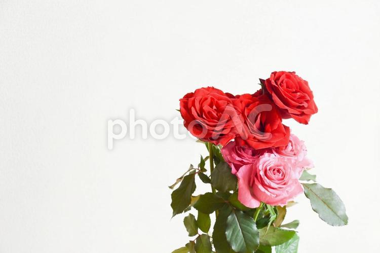 赤とピンクのばら ばら,ピンク,薔薇の写真素材