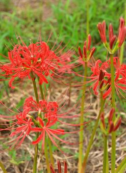 秋の花 秋の花の写真