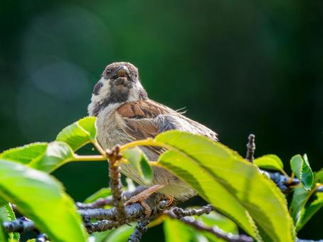 枝にとまるスズメ 枝にとまるスズメ スズメ,雀,鳥の写真素材