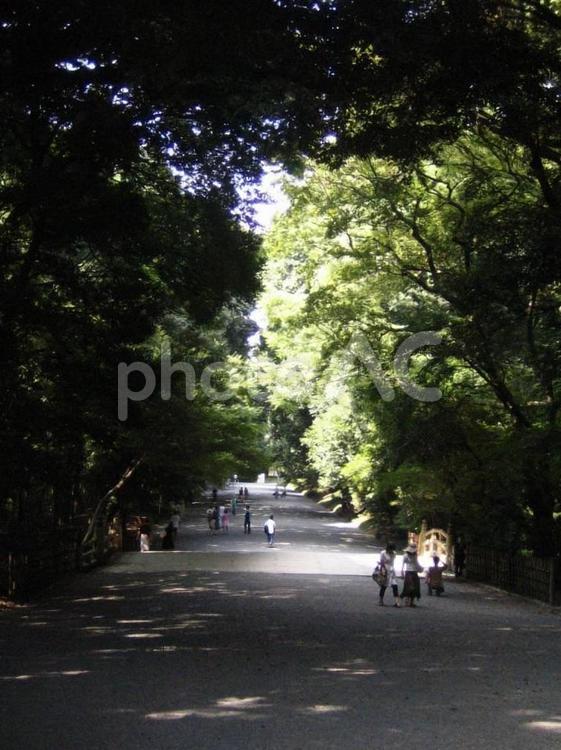 明治神宮の参道 明治神宮,参道,木の写真素材