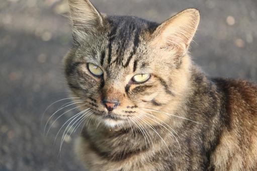 キジトラ猫の写真