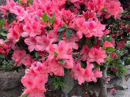 Bright pink azalea flowers, JPG Bright pink azalea flowers, JPG