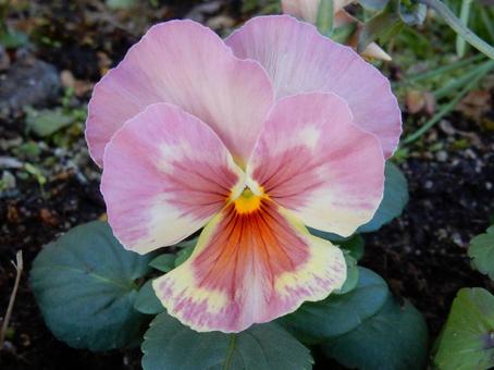 【花の写真】ピオラ ビオラ,三色菫,植物の写真素材