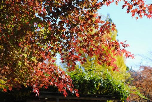 信州上田市　上田城跡公園の紅葉の写真