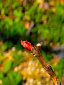 New buds waiting for the arrival of spring, JPG