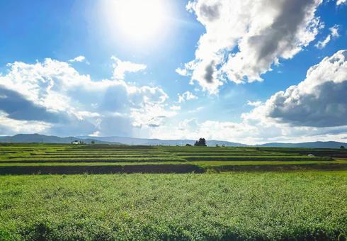 旭川・東神楽町の田園風景 旭川・東神楽町の田園風景 旭川,田園風景,東神楽町の写真素材