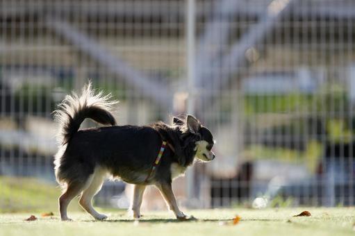 Photo, dog, chihuahuasa, pretty dog, 