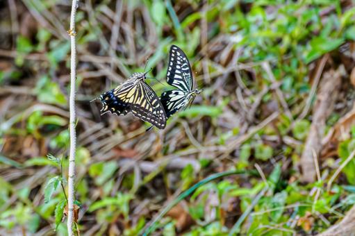 ナミアゲハの舞い(50) 蝶,ナミアゲハ,アゲハの写真素材
