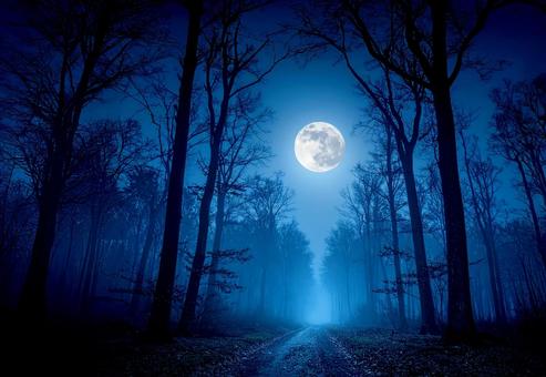 満月の夜の森の中 満月の夜の森の中の写真