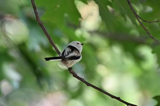 シマエナガ シマエナガ,エナガ科,エナガ属の写真素材
