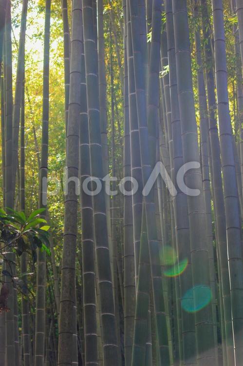 鎌倉ウォーキング　報国寺の竹林 鎌倉,ウォーキング,ハイキングの写真素材
