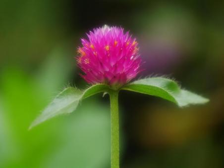 Close-up of a red amaranth, thousands of red, flower, summer, JPG