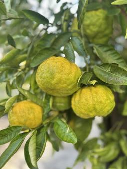 柚子 柚子,フルーツ,果実の写真素材