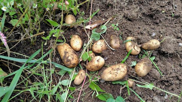 畑のじゃがいも じゃがいも,家庭菜園,畑の写真素材