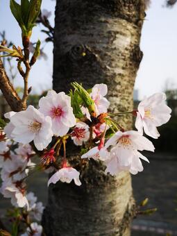 夕暮れの桜 夕暮れの桜の写真