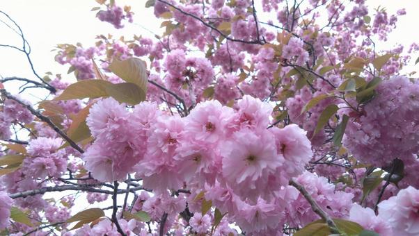 八重桜 八重桜の写真