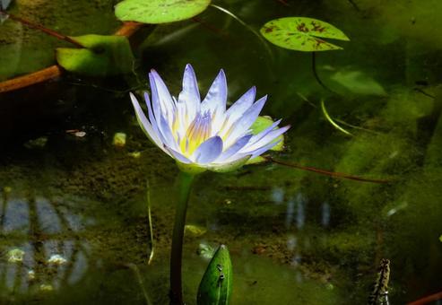 Water lilies in the light, JPG Water lilies in the light, JPG