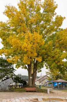 黄色く色づき始めたイチョウの木 黄色く色づき始めたイチョウの木 鉄道遺構,縦構図,縦長サイズの写真素材
