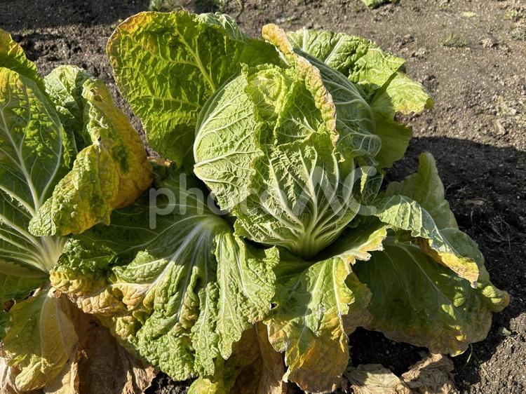 冬野菜の定番 ハクサイ,はくさい,野菜の写真素材