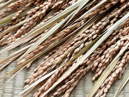 稲穂　畳背景 稲,米,稲穂の写真素材