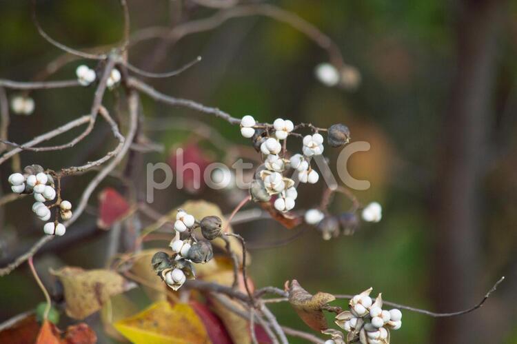 ナンキンハゼの木の綿 ナンキンハゼ,綿,木の写真素材