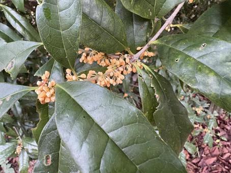 キンモクセイ 金木犀4 キンモクセイ 金木犀4 キンモクセイ,金木犀,秋の写真素材