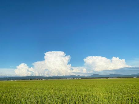 田舎の風景・田んぼと夏の空 田舎の風景・田んぼと夏の空 空,夏,田舎の写真素材