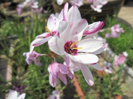 イキシア イキシア,マクロ,フラワーの写真素材