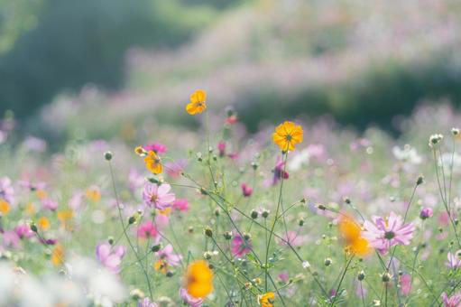 長崎-【白木峰高原のコスモス】 長崎,諫早,白木峰高原の写真素材