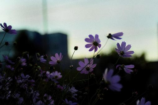 夕暮れのコスモス コスモス,花,アキザクラの写真素材