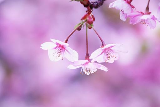 春の光を浴びる河津桜の写真