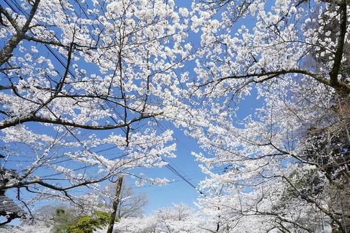 福岡 秋月 街道を覆う桜の花1 福岡 秋月 街道を覆う桜の花1 桜,さくら,ソメイヨシノの写真素材