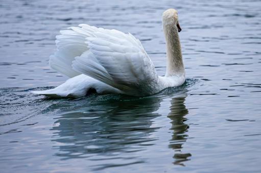 池を泳ぐ白鳥 池を泳ぐ白鳥 白鳥,ハクチョウ,スワンの写真素材
