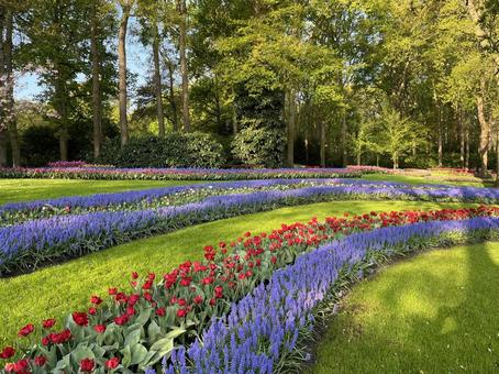キューケンホフ公園 キューケンホフ公園 キューケンホフ,チューリップ,ムスカリの写真素材