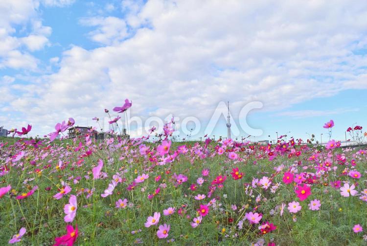 スカイツリーと秋桜-1 コスモス,スカイツリー,東京スカイツリーの写真素材