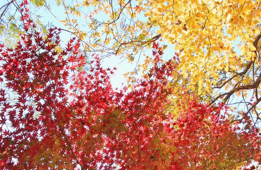 秋の紅葉 紅葉,もみじ,木々の写真素材