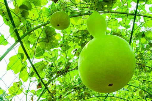 Summer Gourd, JPG