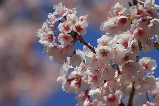 Early-blooming cherry blossoms, JPG