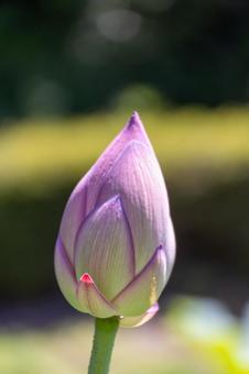 ピンクの蓮の花の蕾 ピンクの蓮の花の蕾の写真