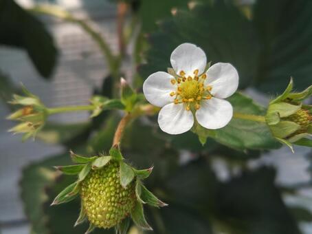 いちごの花 いちご,苺,イチゴの写真素材