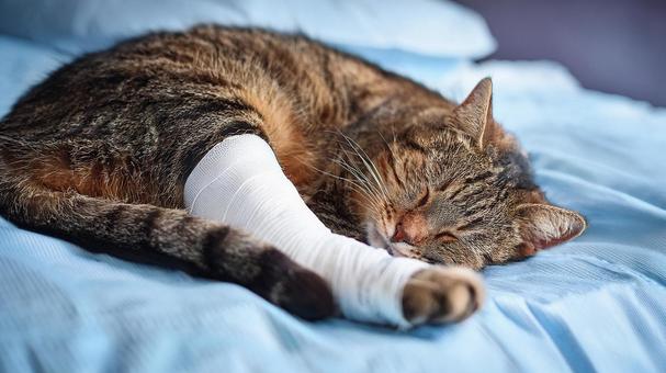 包帯を巻いた猫2 包帯を巻いた猫2の写真