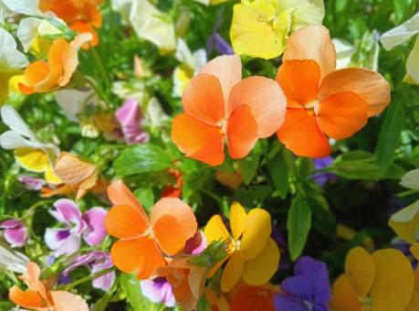 パンジーの寄せ植え(オレンジ·黄·紫) パンジーの寄せ植え(オレンジ·黄·紫)の写真