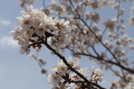 桜の写真