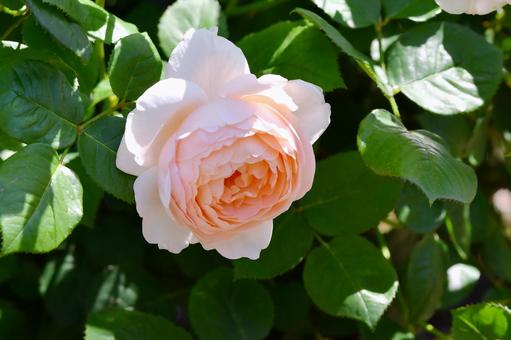 薔薇 アンブリッジローズ 薔薇 アンブリッジローズ 薔薇,アンブリッジローズ,花の写真素材