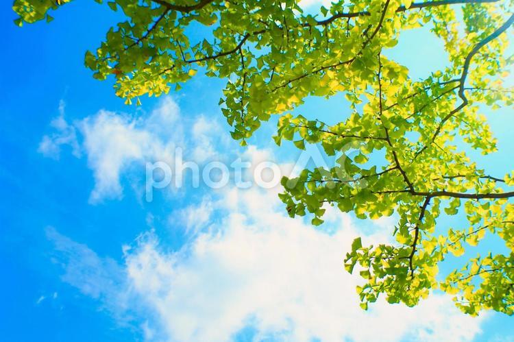 爽やかな秋の空と銀杏の葉っぱたち 銀杏,雲,彩りの写真素材