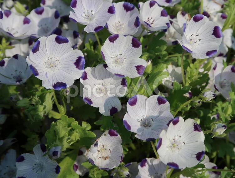 日差しを浴びて お花畑,フラワーアレンジメント,優しい花の写真素材