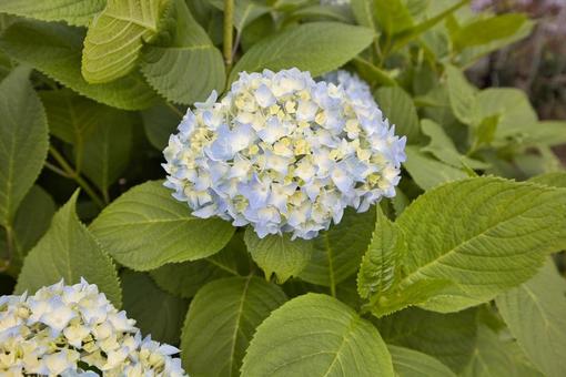 薄紫の紫陽花 薄紫の紫陽花 紫陽花,アジサイ,6月の写真素材